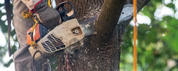 Best Tree Trimming and Pruning  in Merritt Park, NY