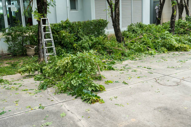 How Our Tree Care Process Works  in  Merritt Park, NY