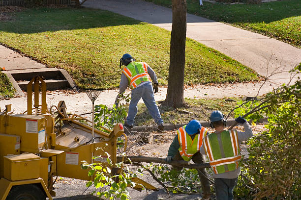How Our Tree Care Process Works  in  Merritt Park, NY