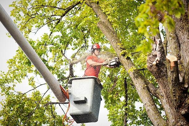 Trusted Merritt Park, NY Tree Removal Experts